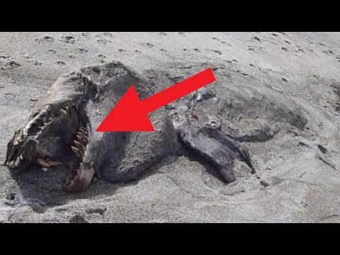 Most UNBELIEVABLE Discoveries In The South Pacific!
