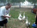 morning goose 2