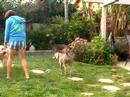 stop dog barking whistle