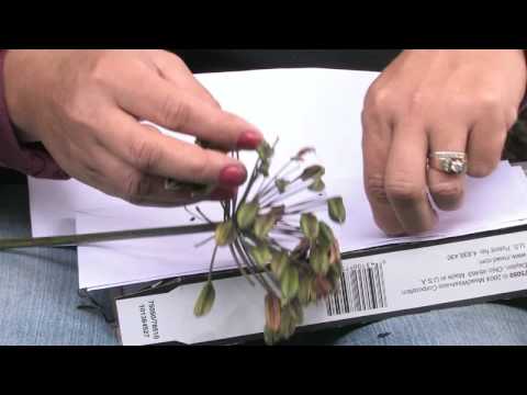 how to harvest verbena seeds