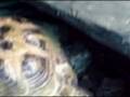 videos de Oct 25 2008 - VID00085