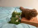 murmel und dil in quimper, in paule und auf der f�te de la carotte.