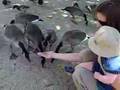 Feeding the Geese