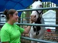 2007 Westford MA 4-H Fair