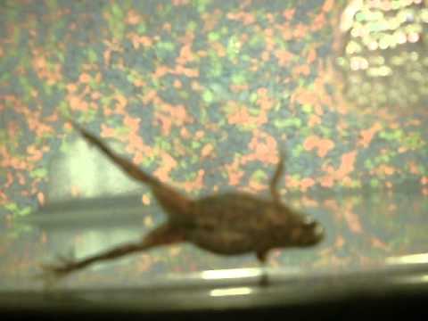 how to treat dropsy in african dwarf frogs
