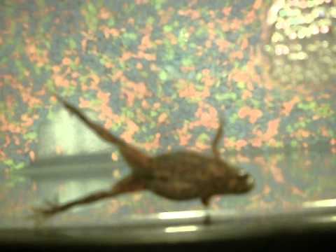 how to cure dropsy in african dwarf frog