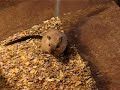 Newborn Gerbil Babies One Day Old