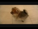 Pomeranian