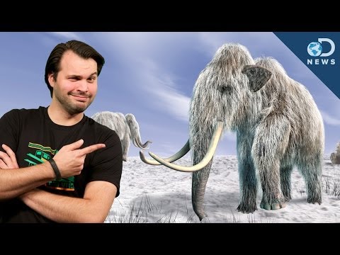 finally - Everyone keeps asking scientists when they're going to clone a woolly mammoth. It's not the easiest thing to do, but they are working on it! Trace is here to...
