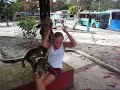 Monkey Thief