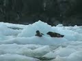 Le Conte Bay Seals Le Conte Bay Seals