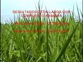 Urilizacion  de Abono organico ABIMGRA  en Pasto Brachiaria