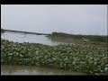 Caiman Pichigüila Gun Club