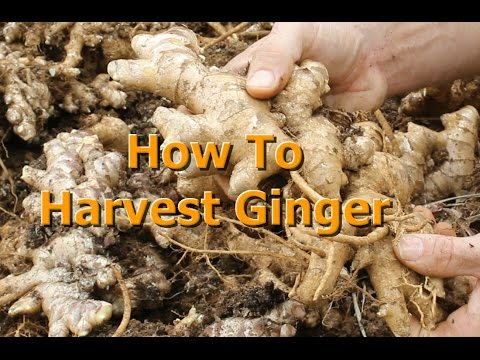 how to grow zingiber