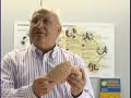 el-cerebro-humano.html