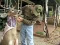 Skinning out a deer