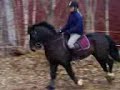 Dark Lady  RWD82 h�sten -07