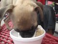 Deno My Chug