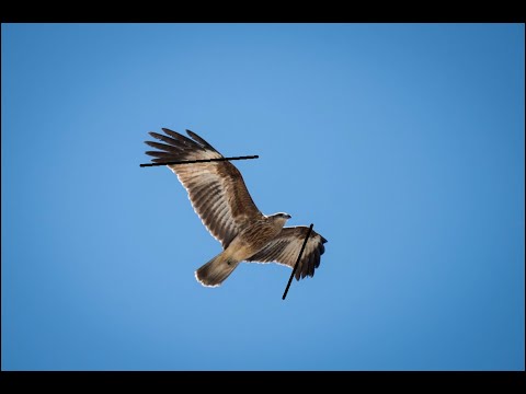 <p>Raptor Identification in flight</p>
 video thumbnail