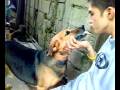 kevin and dober