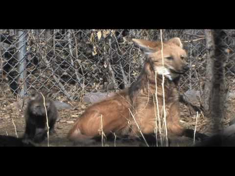 MANED TIGER