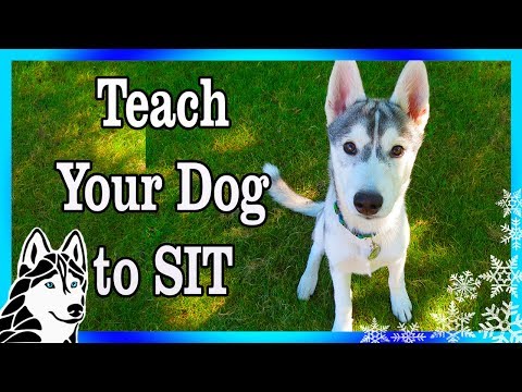 how to train new puppy