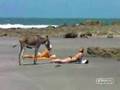 En todas las playas hay mirones...