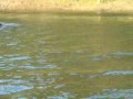 Schwimmende Elefanten swimming elephants Schwimmende Elefanten swimming elephants