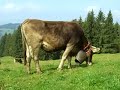 Viehscheid Alpe Kammeregg 2009, Rettenberg im Allgäu
