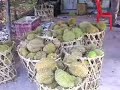 Durian Farm