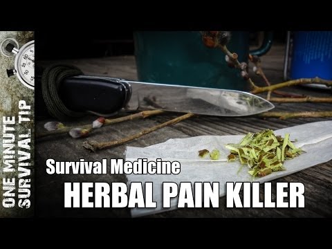how to harvest willow bark
