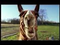 funny parody of how do you like me now