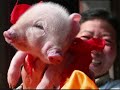 Two-Headed Animals