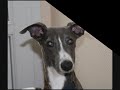 Whippet Elixir 6 mois.wmv
