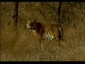 Tigress Attacks Elephant