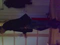 capo-tek ��Cester`` mal hip-hop