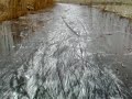 Schaatsen Naardermeer