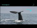 NZ viaggi.flv