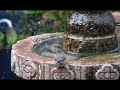 Bushtits taking a bath - Pajaros banandose