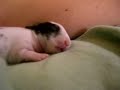 Baby Bunny Video