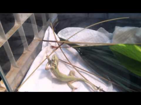 how to treat mbd in geckos