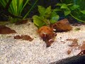 Owia vs Crawfish