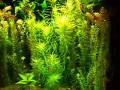 videos de cherry barbs @ Zoo Bochum