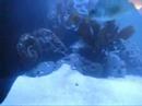 leopard-sharks-with-