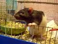 The Rats Gabriel and Graham The Rats Gabriel and Graham