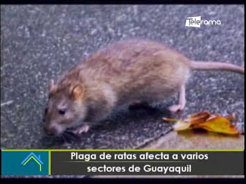 Plaga de ratas afecta a varios sectores de Guayaquil