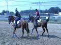 Dixie Union filly and Bullet Dodger Dixie Union filly and Bullet Dodger