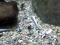 Ultimo video acuario facultad de ciencias, UACh Ultimo video acuario facultad de ciencias, UACh