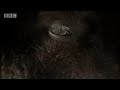 Hidden cave death trap - Wild New World - BBC