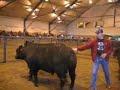 Angus Bulls Angus Bulls